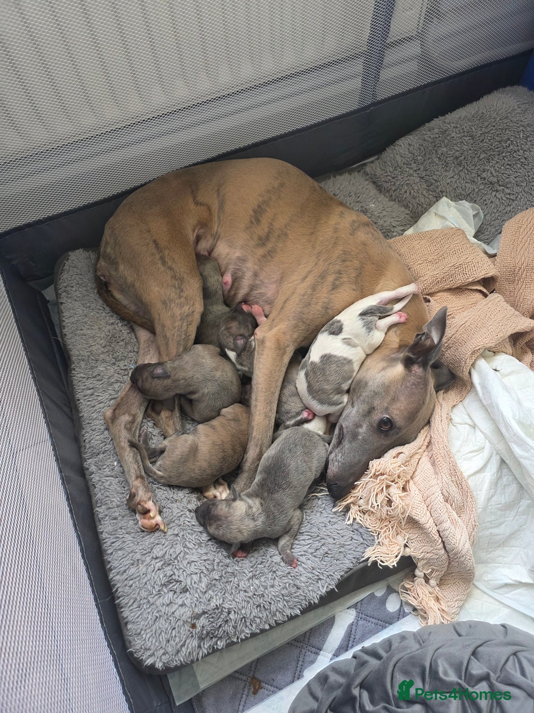 Whippet dogs for sale: Whippet pups for sale - Advert 6