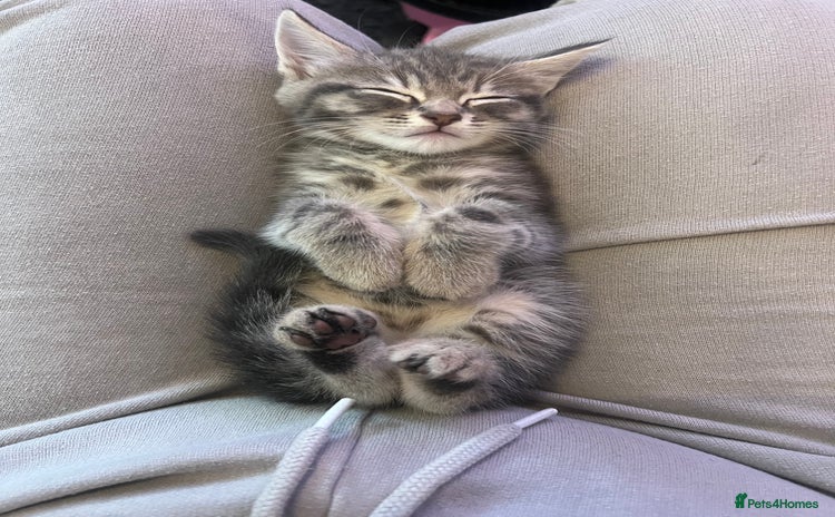 Domestic Shorthair cats - Advert 14