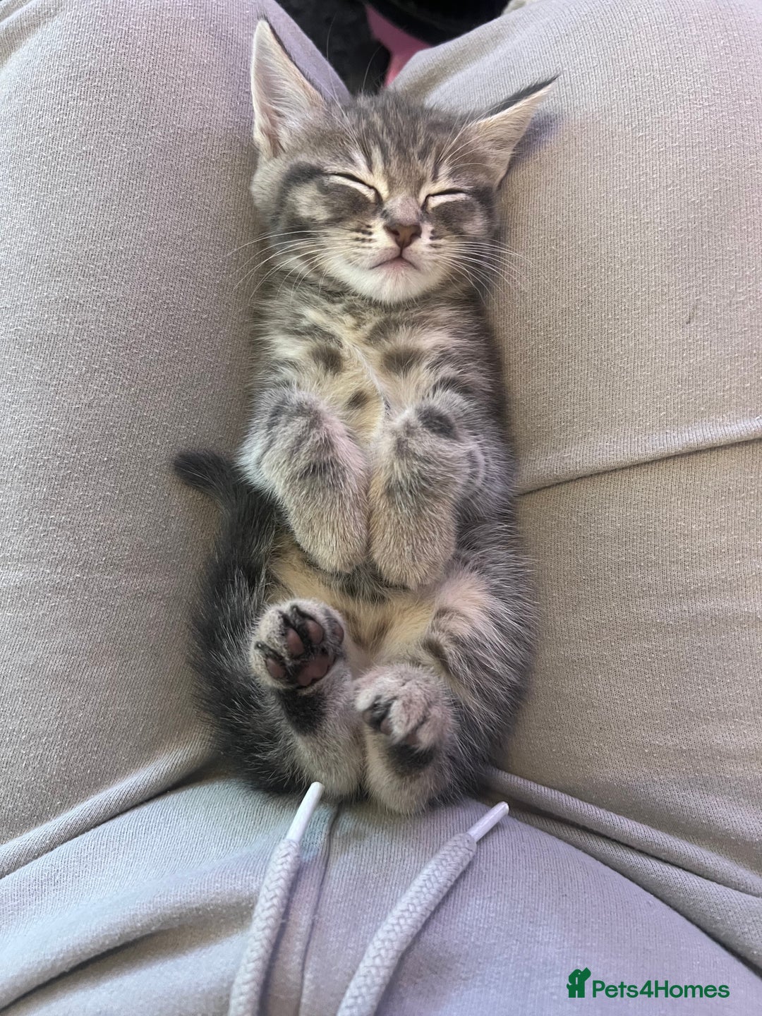 Domestic Shorthair cats for sale: 3 kittens for sale - Image 1