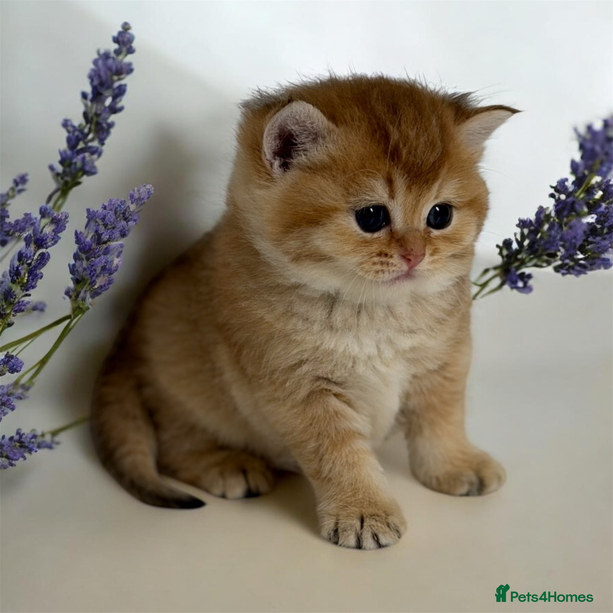 British Shorthair cats for sale: Full Pedigree, Registered BSH from fantastic lines - Advert 1
