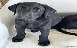 Labrador Retriever dogs for sale: Beautiful chunky Labrador boys and girls  - Image 7