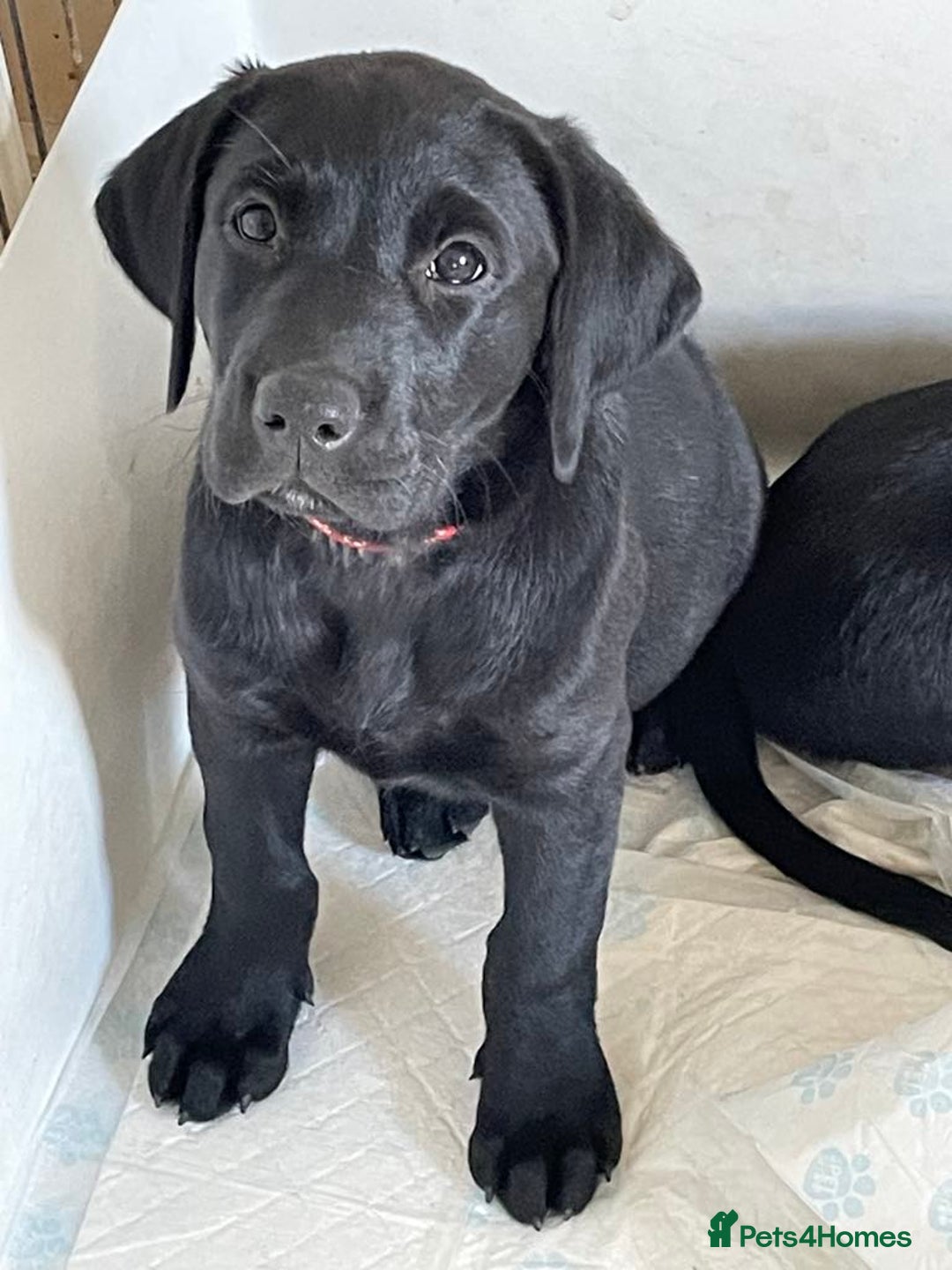 Labrador Retriever dogs for sale: Beautiful chunky Labrador boys and girls  - Image 7