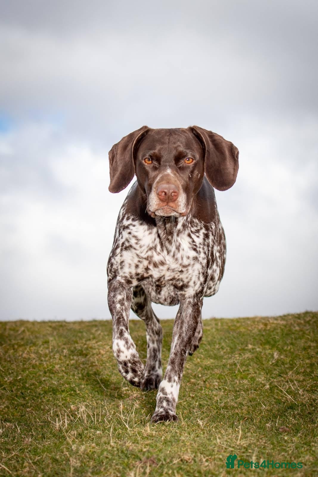 German Shorthaired Pointer dogs Matilda - Advert 2