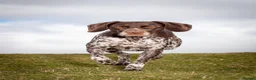 German Shorthaired Pointer dogs for sale: Matilda - Advert 2