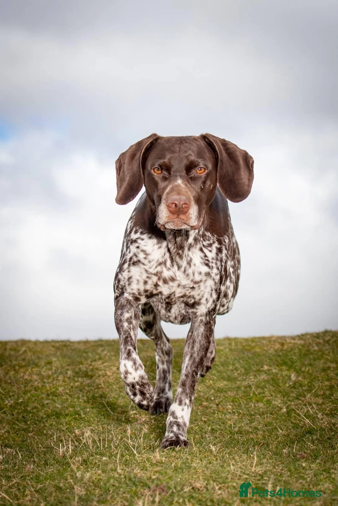 German Shorthaired Pointer dogs for sale: Matilda - Advert 2
