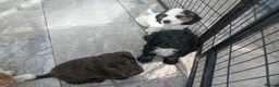 Sprocker dogs for sale: Show f1 Sprocker spaniel puppies - Advert 9