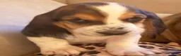 Basset Hound dogs for sale: Lady Penelope's Litter of Basset Hound Puppies - Advert 13