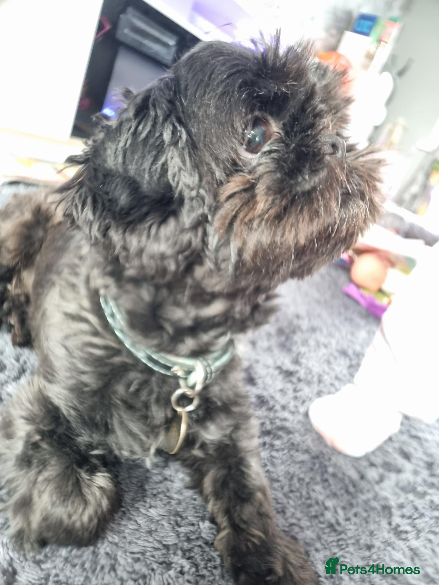 Shih Tzu dogs Imperial Shih tzu. 2 year old - Advert 6