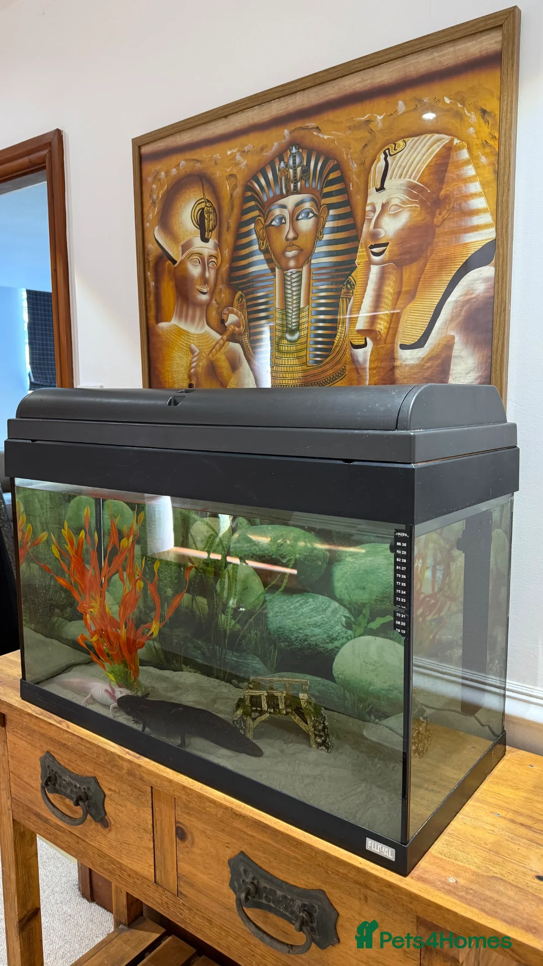 Axolotl reptiles for sale: TWO FEMALE AXOLOTL’S COMPLETE WITH TANK SET UP - Advert 6