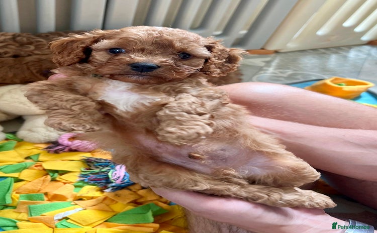 Cavapoo dogs in Brough - Advert 1