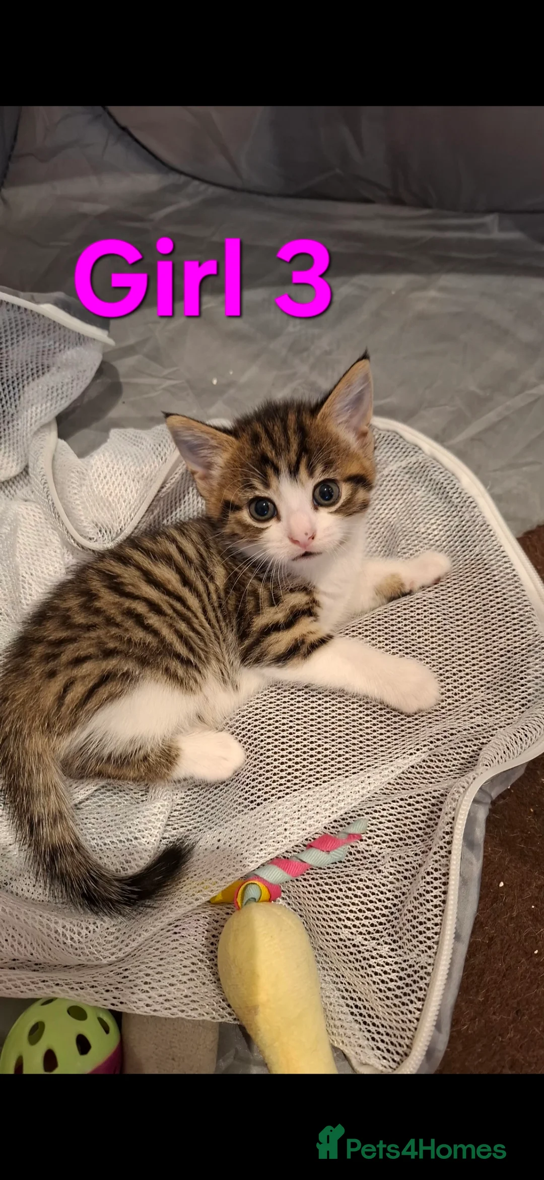 Mixed Breed cats for sale: Kittens  in Mitcham - Advert 2