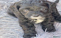 Cavapoo dogs for sale: Adorable Healthy Cavapoo Puppies  - Image 5