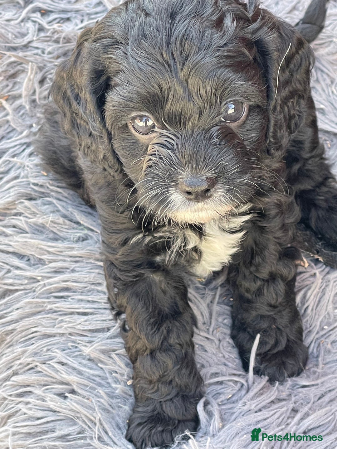Cavapoo dogs for sale: Adorable Healthy Cavapoo Puppies  - Image 5