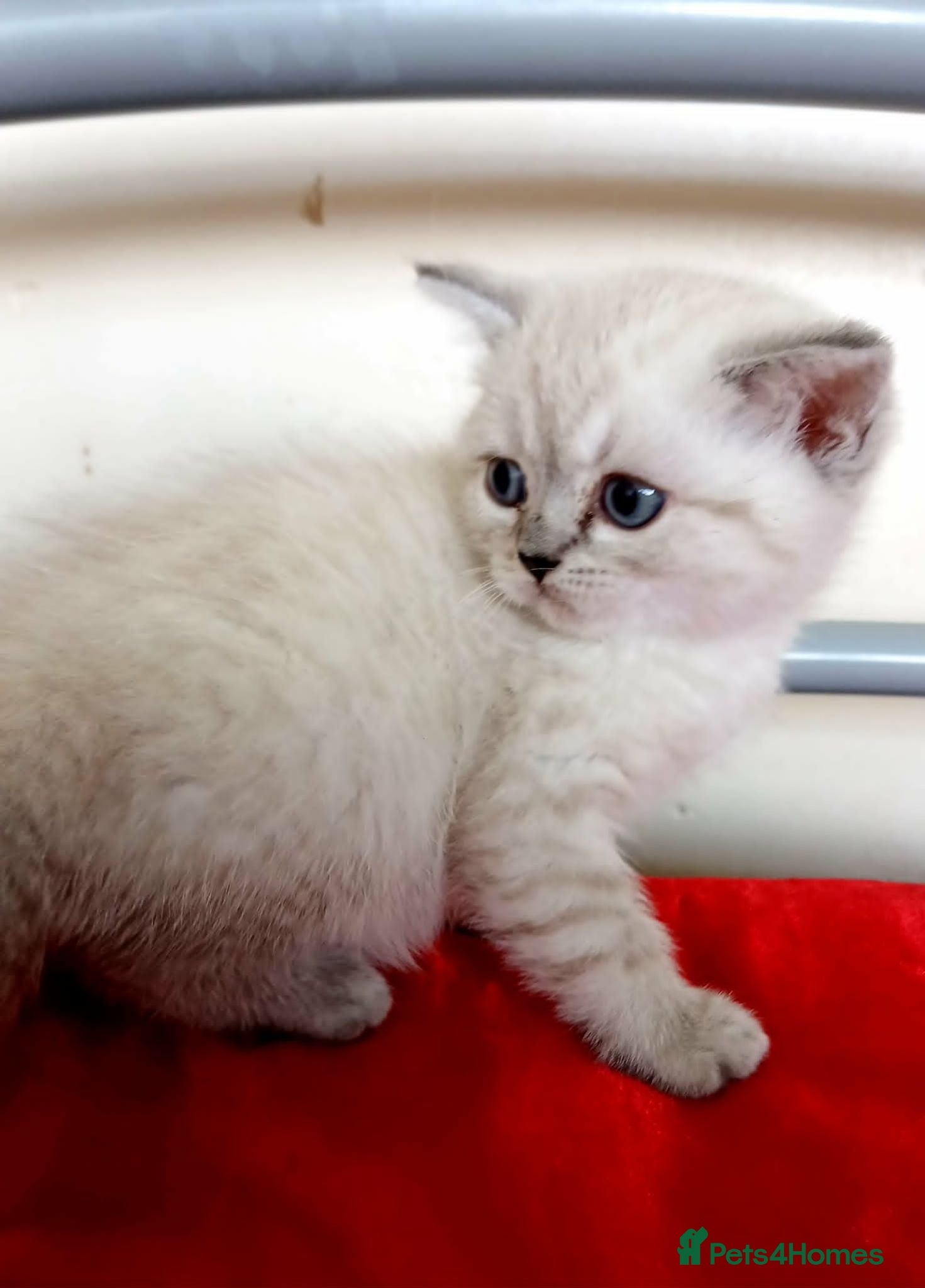 British Shorthair cats Kittens available. - Advert 11