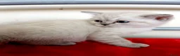 British Shorthair cats for sale: Kittens available. - Advert 1