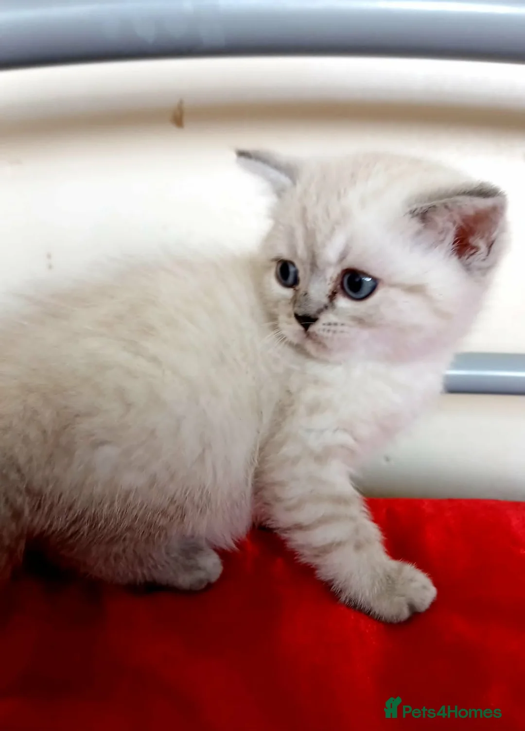British Shorthair cats for sale: Kittens available. - Advert 1