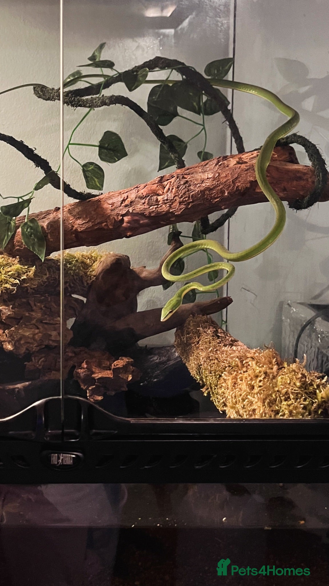 Snake reptiles Asian Vine Snake - the most beautiful snake! - Advert 2