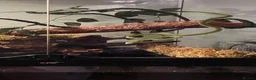 Snake reptiles for sale: Asian Vine Snake - the most beautiful snake! - Advert 11