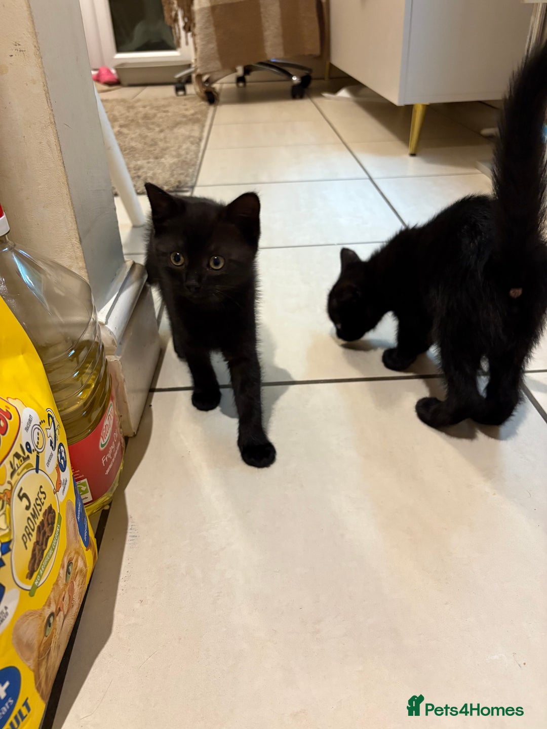 Domestic Shorthair cats for sale: Beautiful black kittens  - Image 7