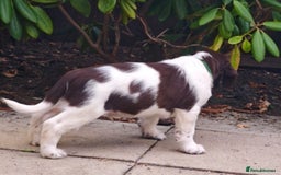 English Springer Spaniel dogs for sale: 🐾Beautiful KC Registered ES Spaniel Puppies🐾 - Image 35