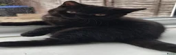 British Shorthair cats for sale: Beautiful Black BSH Kittens £995 GCCF ready 18/9 - Advert 24
