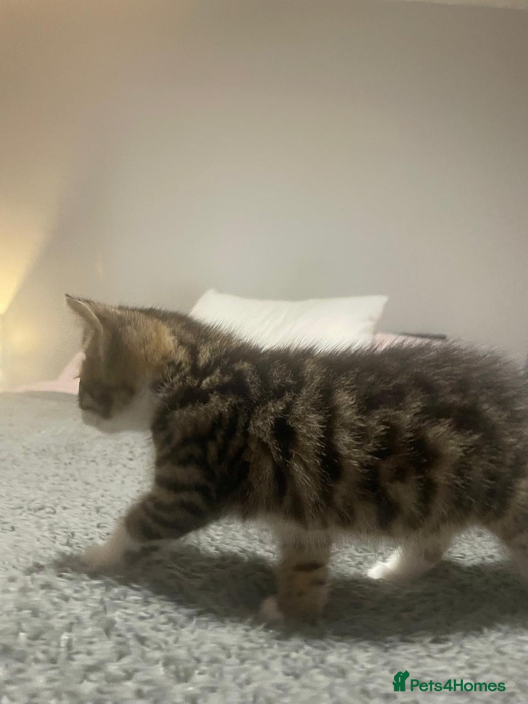 Mixed Breed cats for sale: Kittens ready for their forever home.  - Image 2