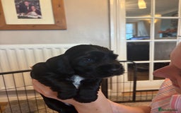 Cocker Spaniel dogs for sale: 4 cocker spaniel puppies, mum and dad family pets - Advert 13