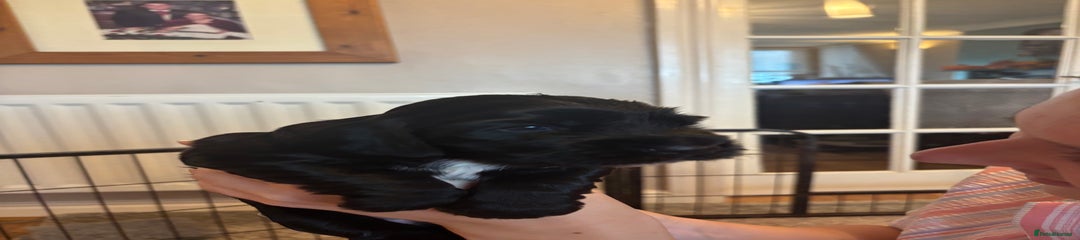 Cocker Spaniel Puppy 4