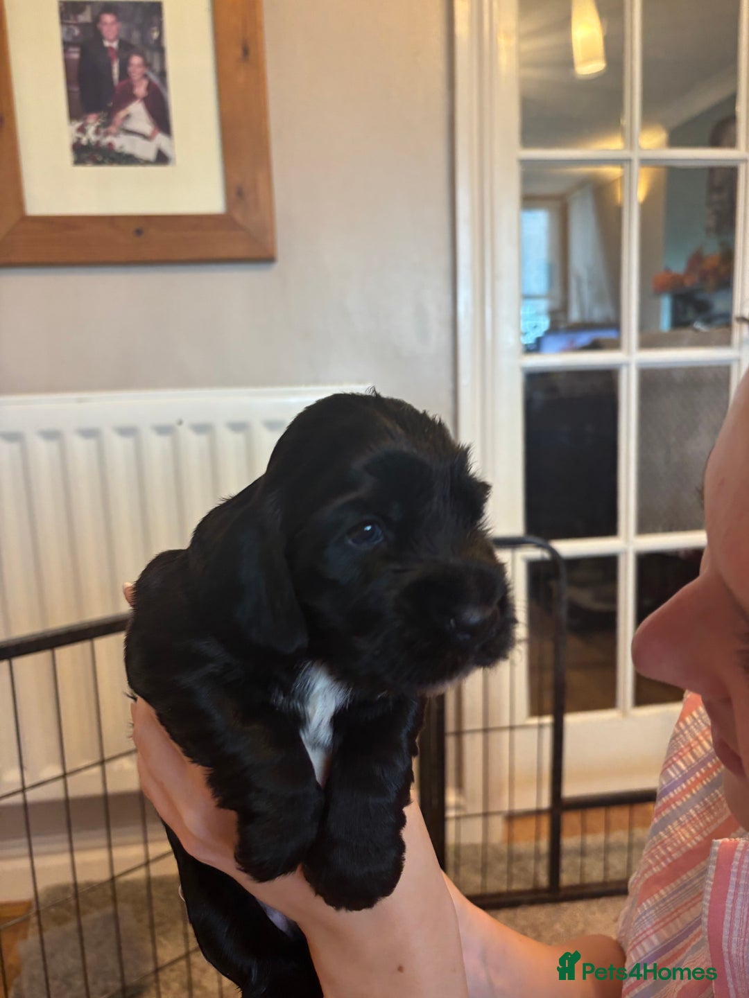 Cocker Spaniel dogs for sale: 4 cocker spaniel puppies, mum and dad family pets - Advert 13