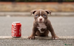 American Bully dogs for sale: AMERICAN BULLYS POCKET x MICRO  - Image 12