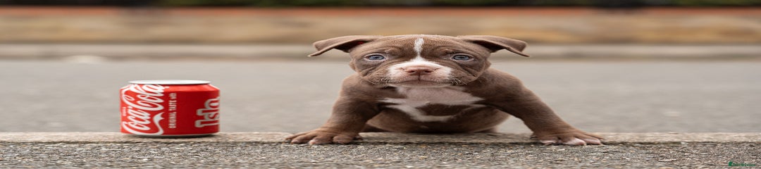 American Bully Puppy 1