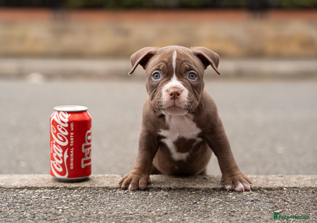 American Bully dogs for sale: AMERICAN BULLYS POCKET x MICRO  - Image 12
