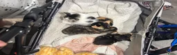 Mixed Breed cats for sale: Kittens available from 10/11/26 in Hinckley - Advert 22
