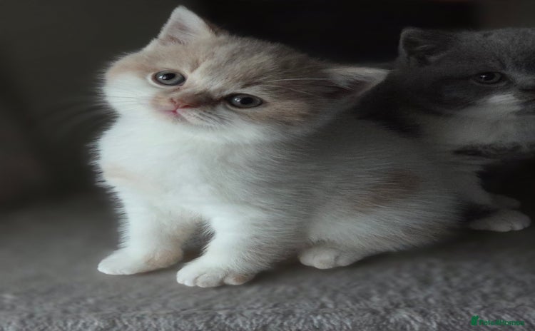 British Shorthair cats - Advert 7