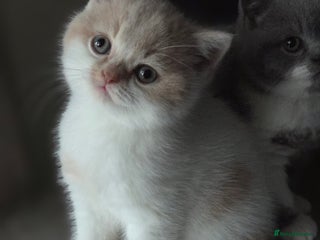 British Shorthair cats - Advert 22