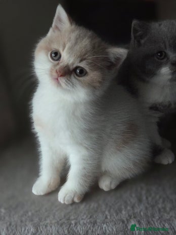 British Shorthair cats - Advert 7