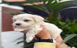 Maltipoo dogs for sale: ❤️Maltipoo beutifull puppies healthy checked❤️😍🥰 - Image 7