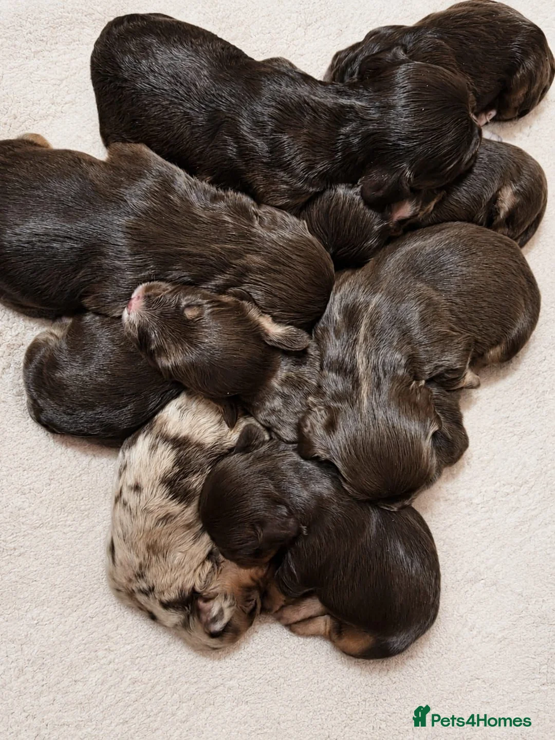 Cockapoo dogs for sale: COCKAPOO £975 - Advert 2