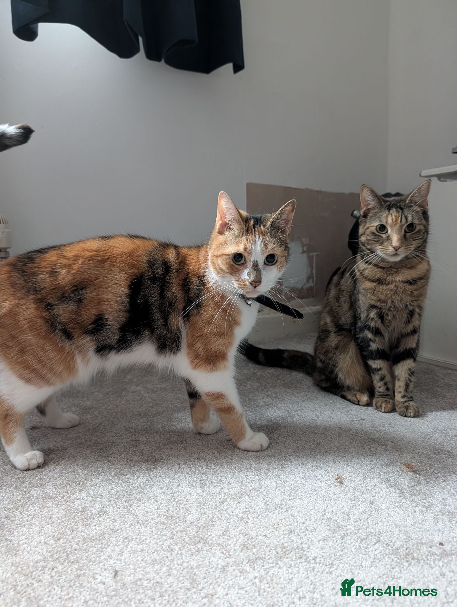 Mixed Breed cats Sister Siamese x short domestic - Advert 2