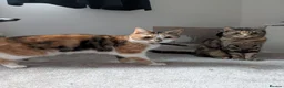 Mixed Breed cats for sale: Sister Siamese x short domestic in Rotherham - Advert 1