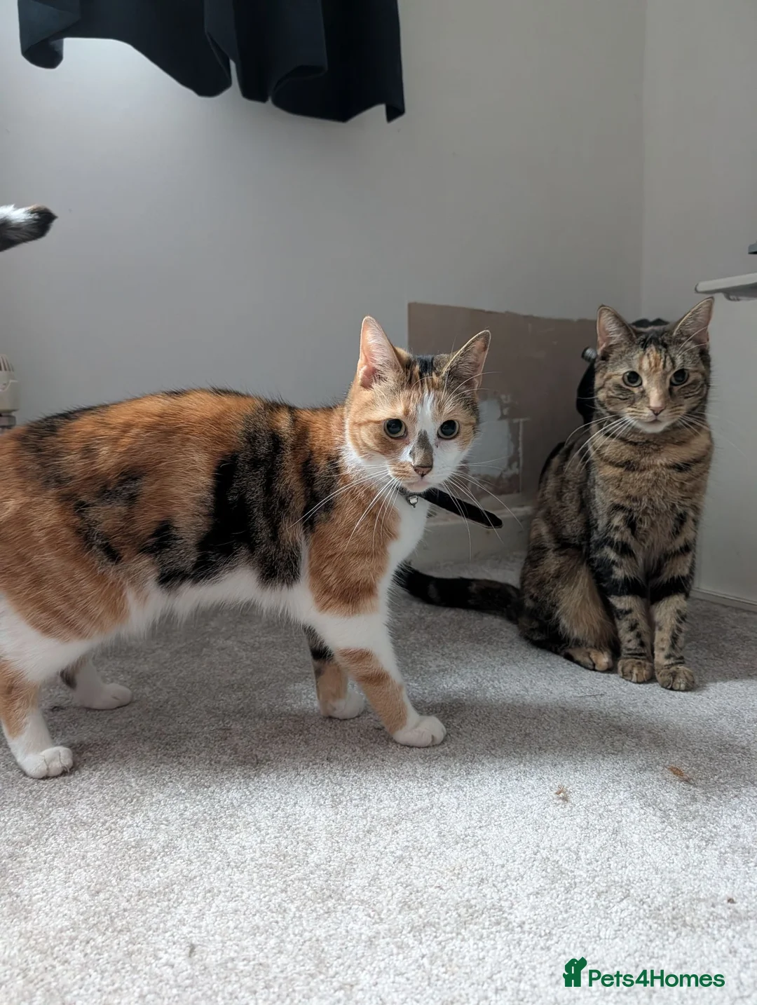 Mixed Breed cats for sale: Sister Siamese x short domestic in Rotherham - Advert 1
