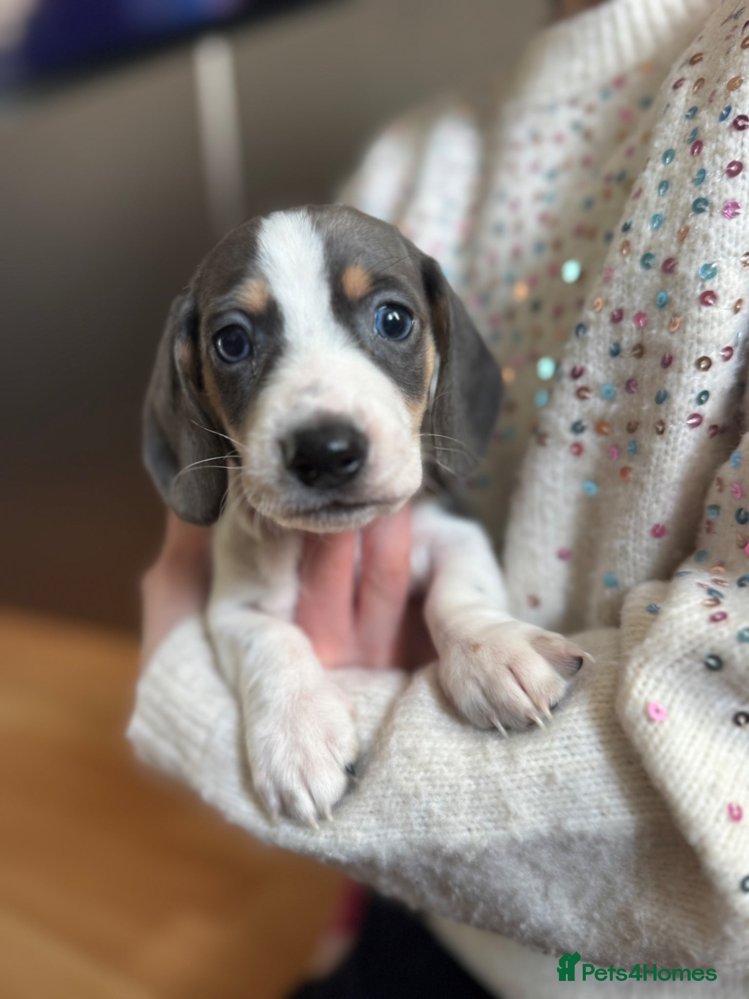 Dachshund dogs kc Miniature daschunds Puppys  - Advert 2