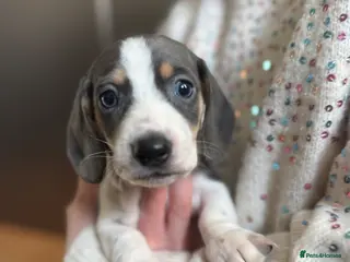 Dachshund dogs kc Miniature daschunds Puppys - Advert 2