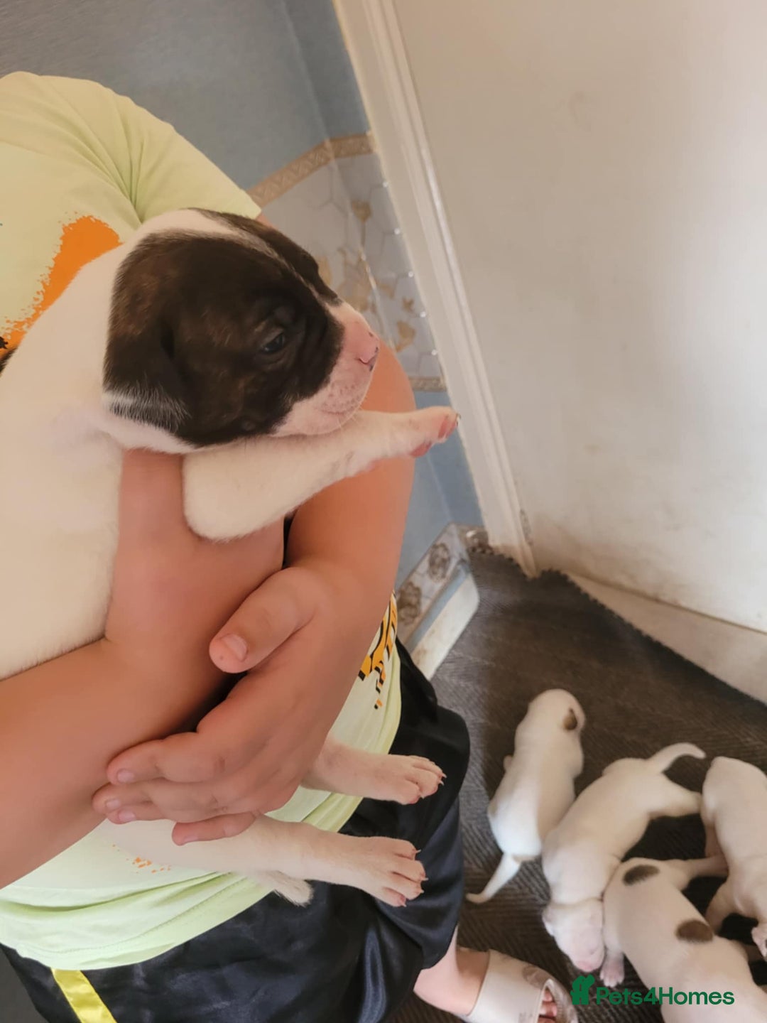 American Bulldog dogs for sale: American bulldogs  - Image 2