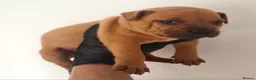 Staffordshire Bull Terrier dogs for sale: Red staffy puppys  - Advert 26