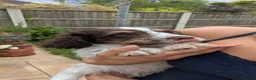 Cockapoo dogs for sale: 5 ⭐ DNA tested F1 cockapoos - Advert 26
