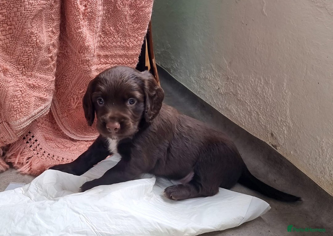 Cocker Spaniel dogs for sale: KC registered cocker spaniels - Image 20