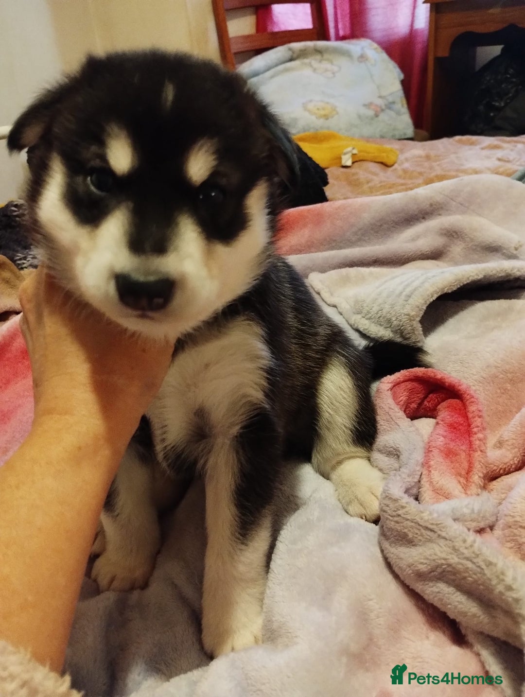 Mixed Breed dogs for sale:  Beautiful Husky x Suluki pups - Advert 4