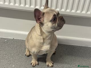 French Bulldog dogs Female blue fawn frenchie - Advert 13
