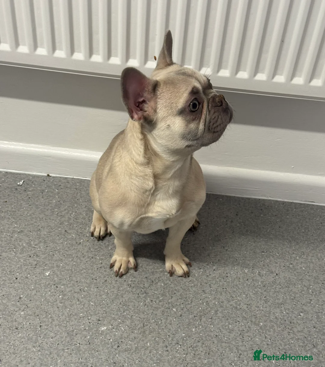 French Bulldog dogs for sale: Female blue fawn frenchie  - Advert 1